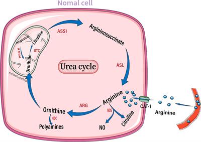 Targeted Arginine Metabolism Therapy: A Dilemma in Glioma Treatment